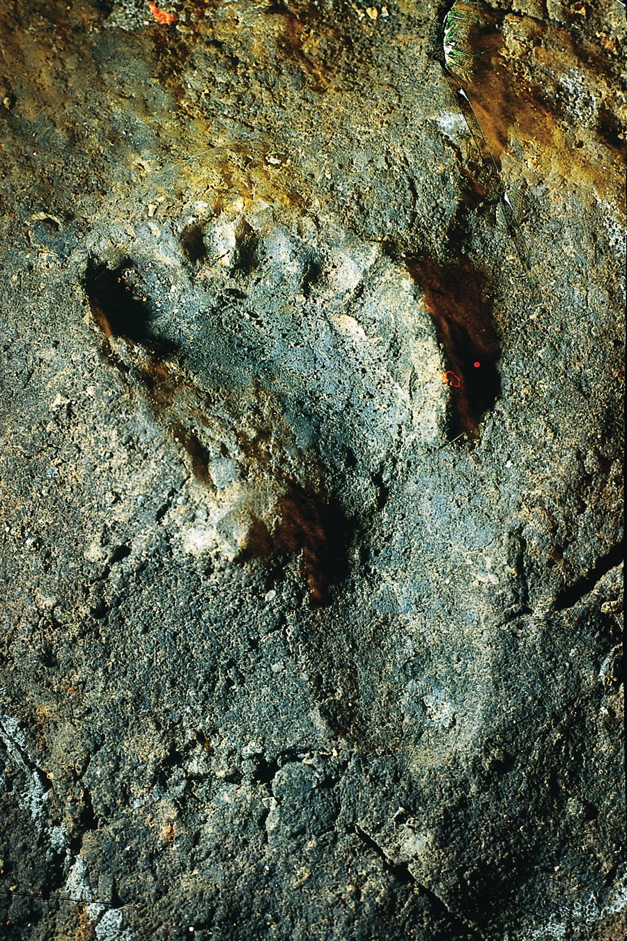 Toirano - Grotta di Santa Lucia - Orma fossilizzata dell'Uomo di Neanderthal