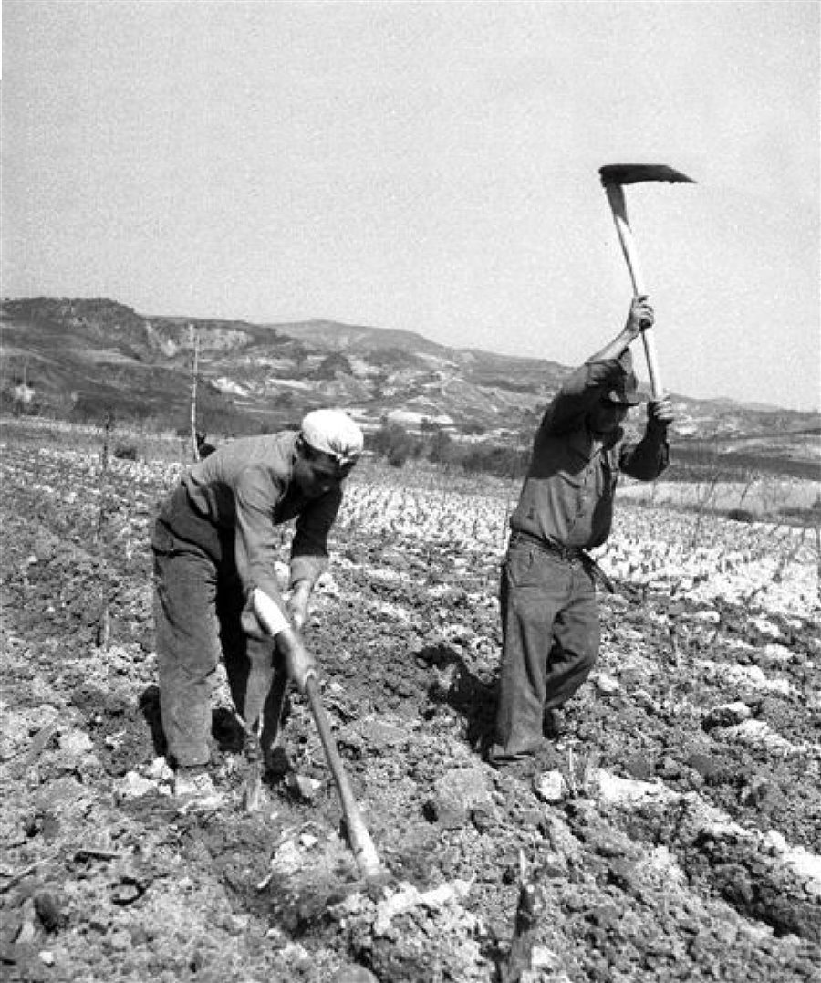 Vecchi contadini liguri al lavoro