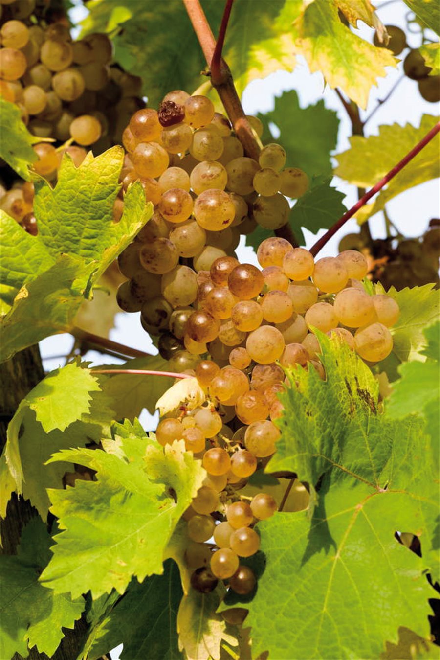 Grappoli di uva pigato