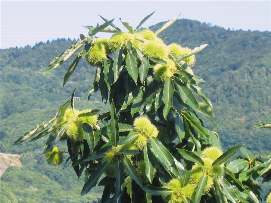 Castagne sull'albero